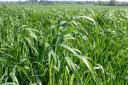 Wild oats above a barley crop – Picture:Blackthorn Arable Ltd