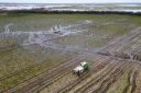 Brussels sprouts are harvested in a flooded field at TH Clements and Son Ltd near Boston, Lincolnshire