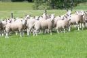 All lambs are sold fat. Approx 100 ewe lambs kept each year for replacements. Majority of lambs sold through the live ring at UA Stirling  Ref:RH180720226  Rob Haining / The Scottish Farmer