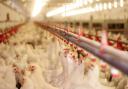 Worker shortage could rule out UK turkeys for Christmas, farming sector warns