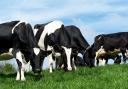 Milk prices remain finely balanced in line with global supplies