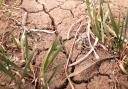 Summers could last longer with increased drought risk, says Met Office