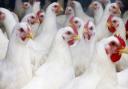 Measure to keep all poultry inside to tackle bird flu comes into force