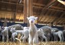 Lambing preparation and how to minimise potential problems