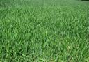 Autumn crops looking strong despite some disease threat