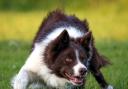 Kevin Evans’ £5600 top priced dog Foxridge Flynn  (Photograph:SMH Photography)
