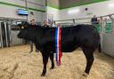 Topping the sale at £2200 was this British Blue cross heifer from T and C Smith