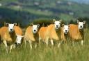 The Texel Sheep Society marks its 50th anniversary in 2024