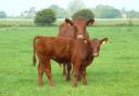 Lincoln Red cow and calf