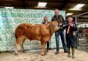Junior Overwintering Champion: Oscar Boynton of Galphay, Ripon, with his Limousin steer at Leyburn Auction Mart