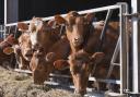 Bovine TB: Trials of skin test and cattle vaccine reach new phase