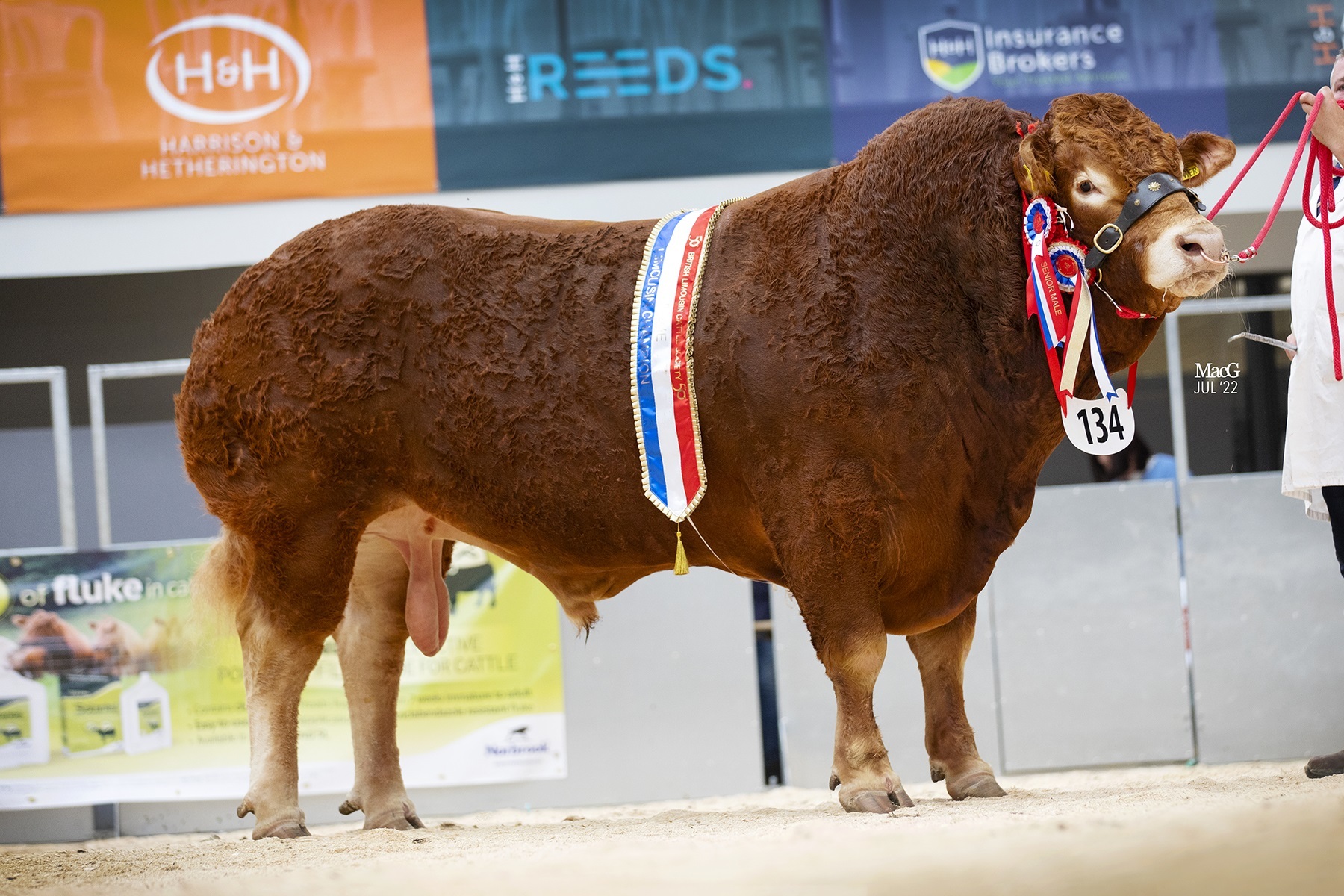 Thor Atkinsons Upperffrydd Power won the supreme championship at the Limousin Society’s 50th anniversary show last year
