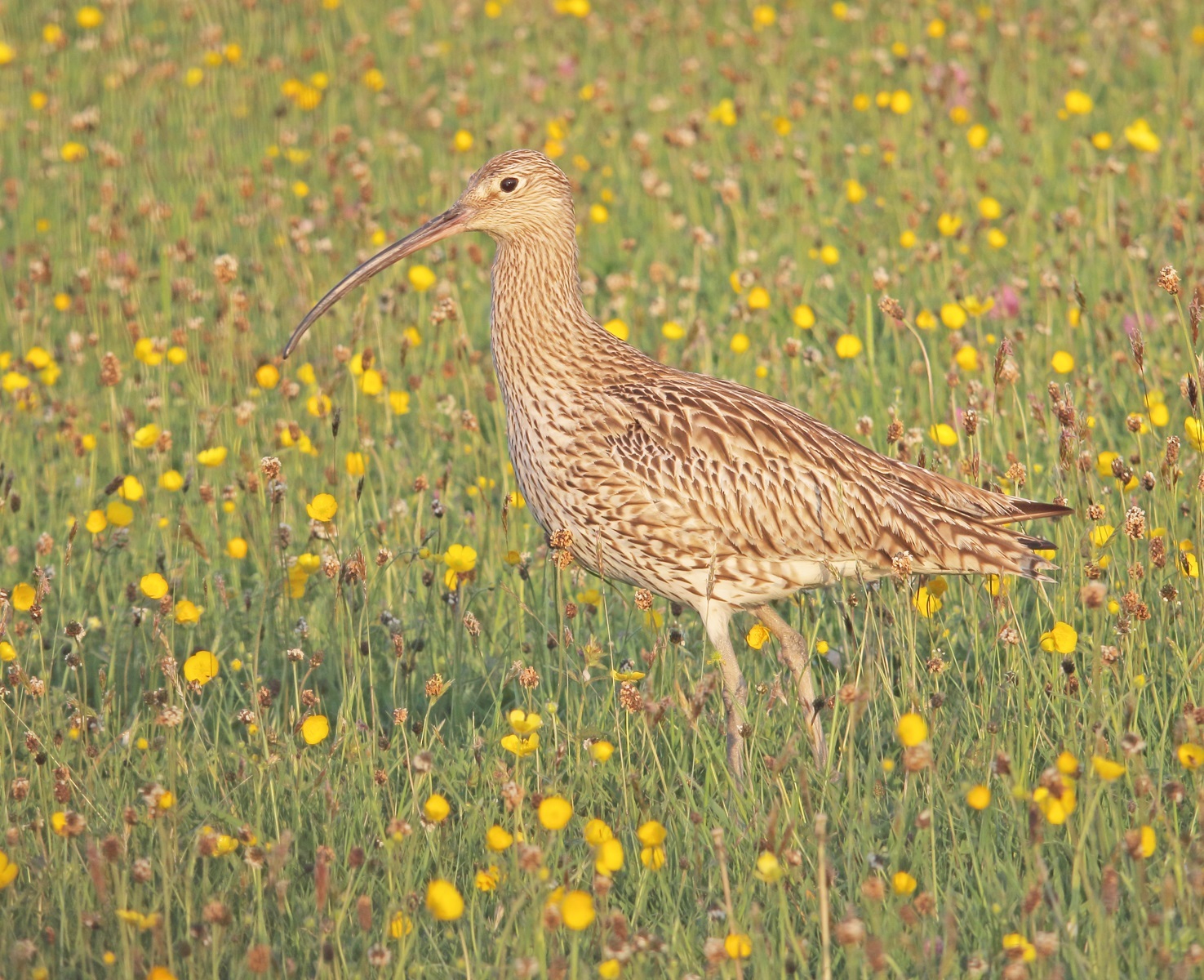 Curlew in hay meadow – Picture: Kelvin Smith