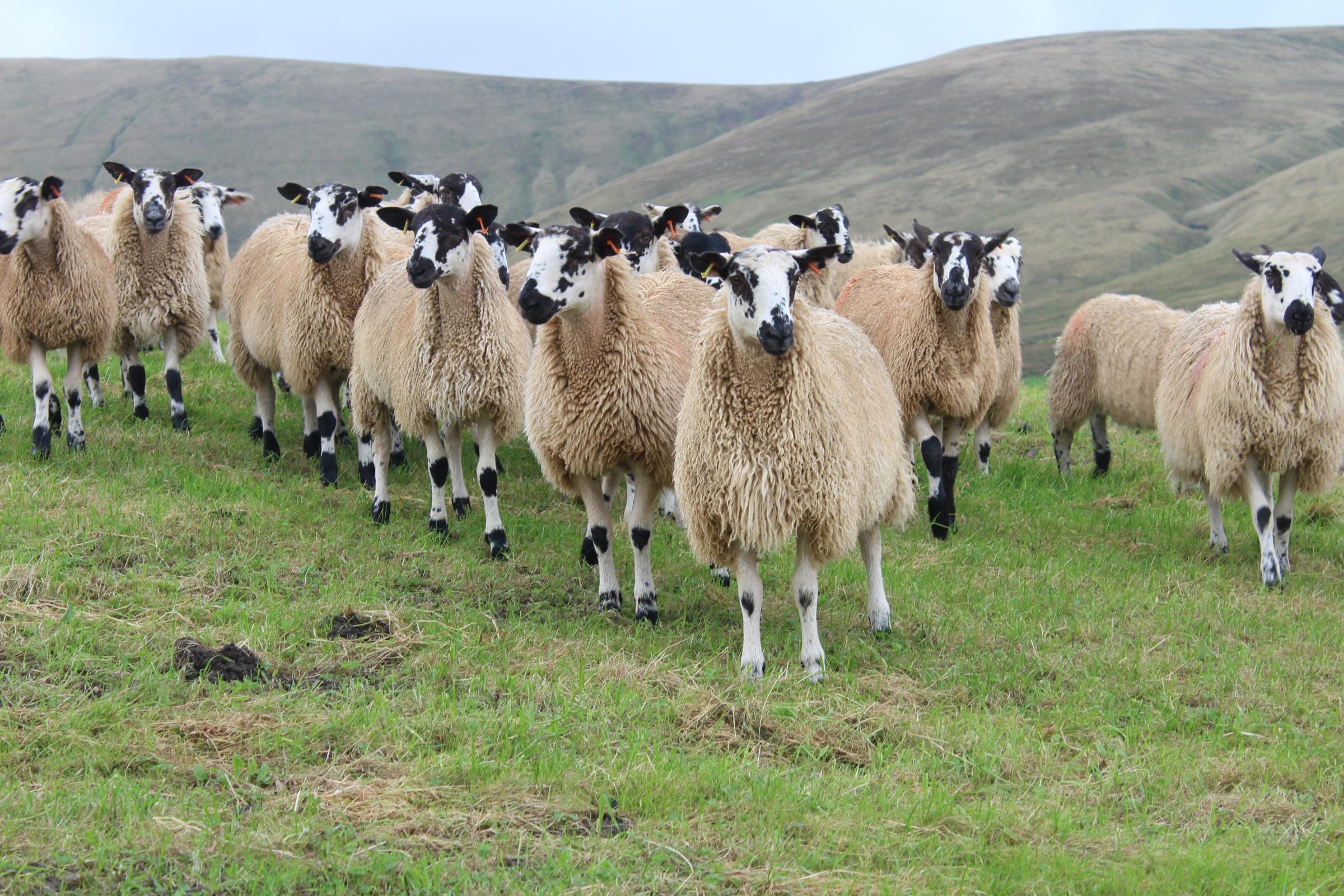 Environment and re-wilding schemes have forced a reduction in hill sheep numbers, such as these Rough Fell Mules