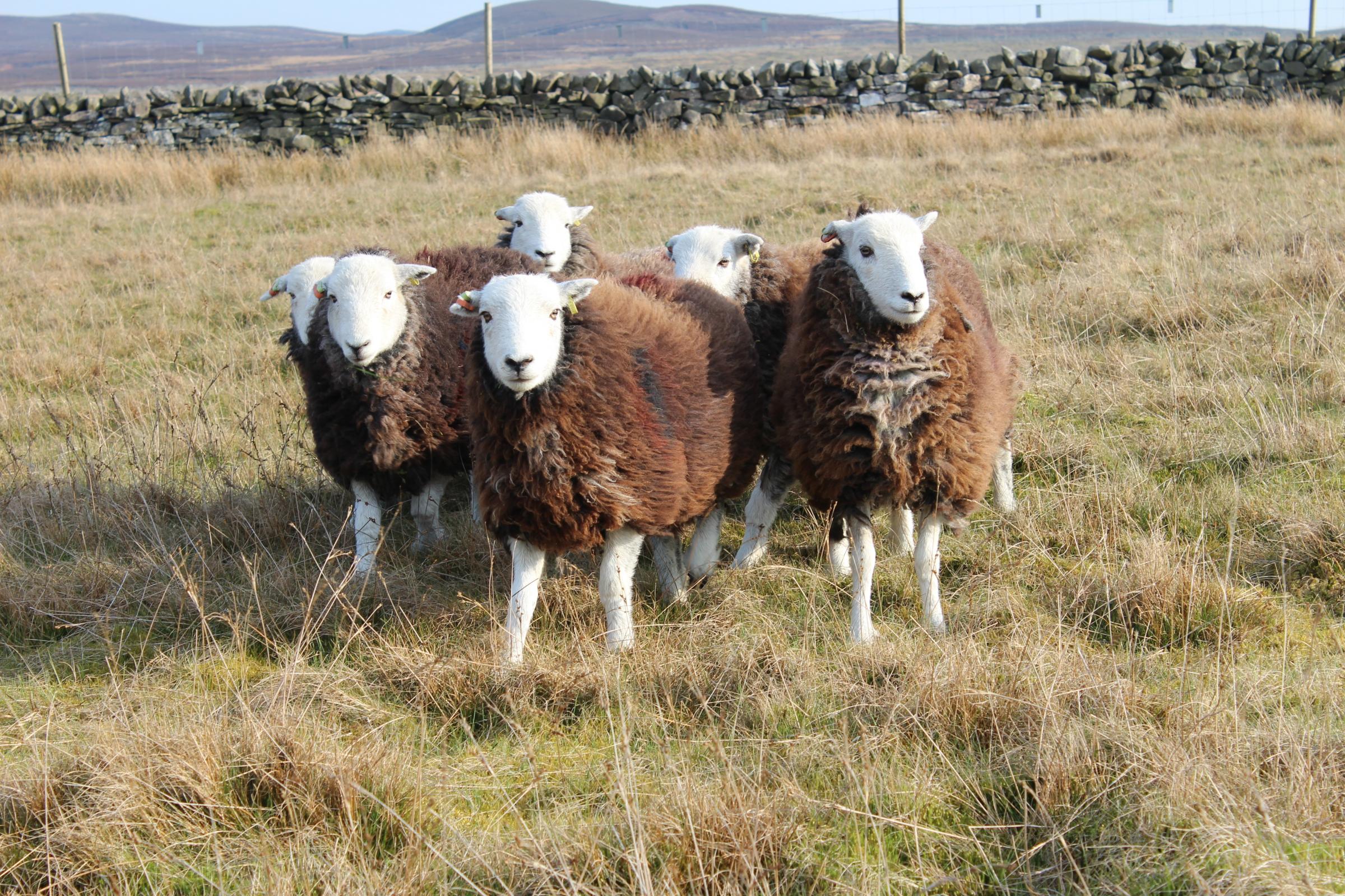 Environment and re-wilding schemes have forced a reduction in hill sheep numbers, such as these Herdwicks