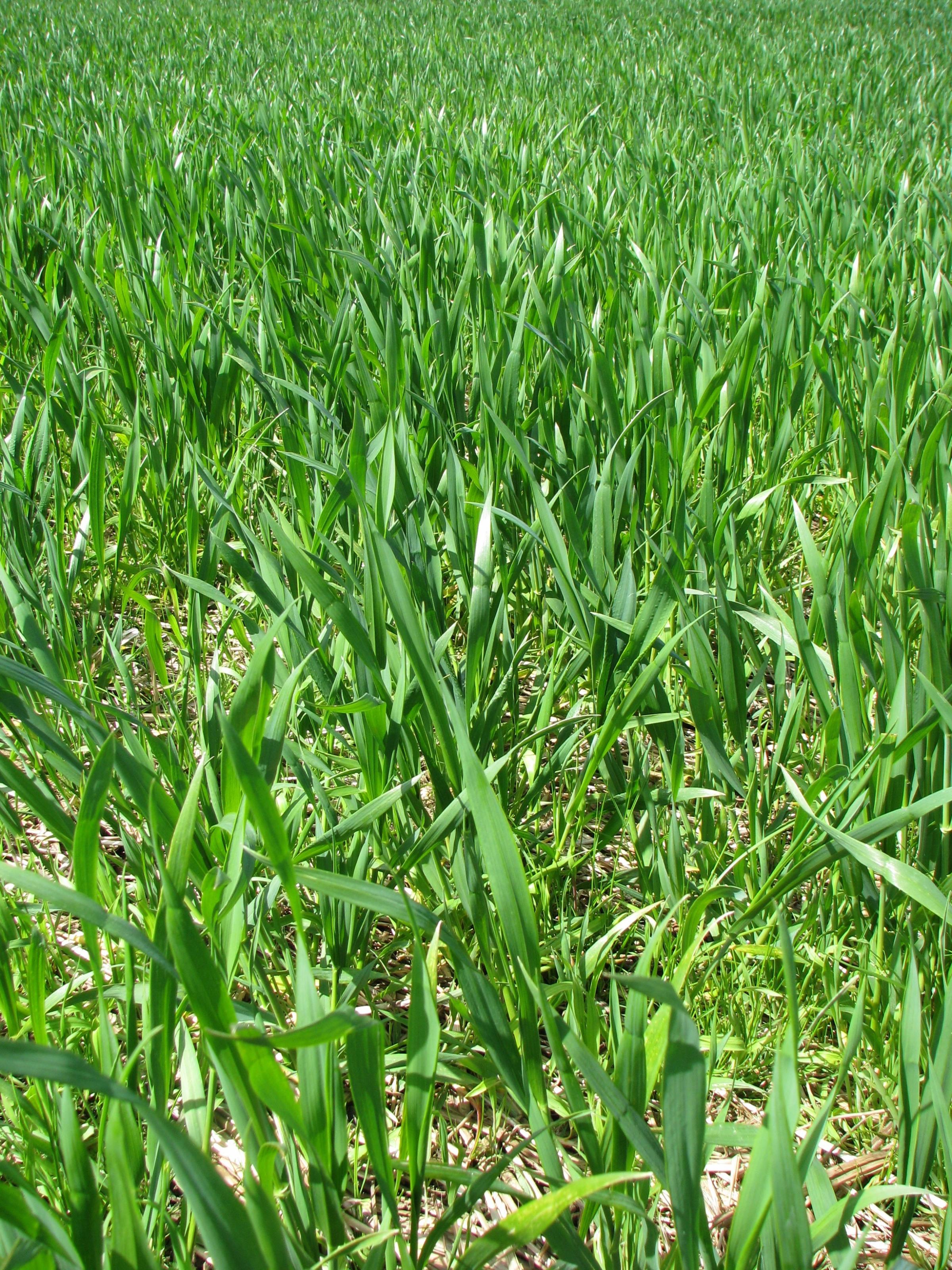 Autumn crops looking strong despite some disease threat
