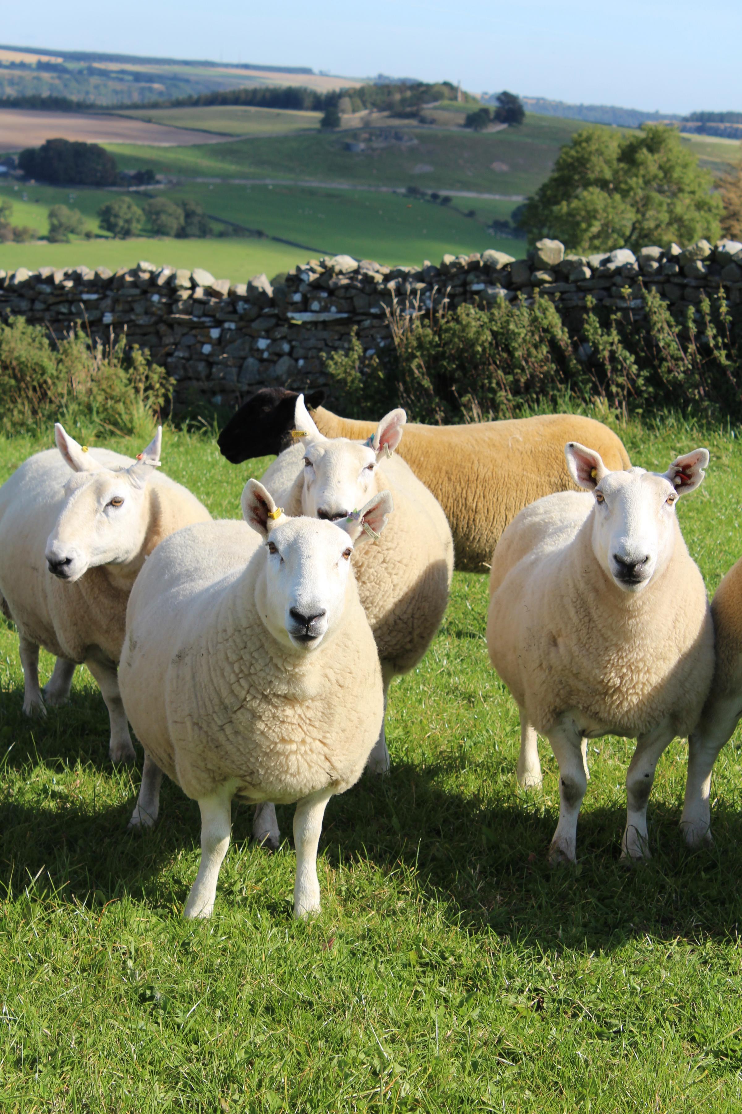 The overall aim should be to keep ewes in reasonable condition throughout the year