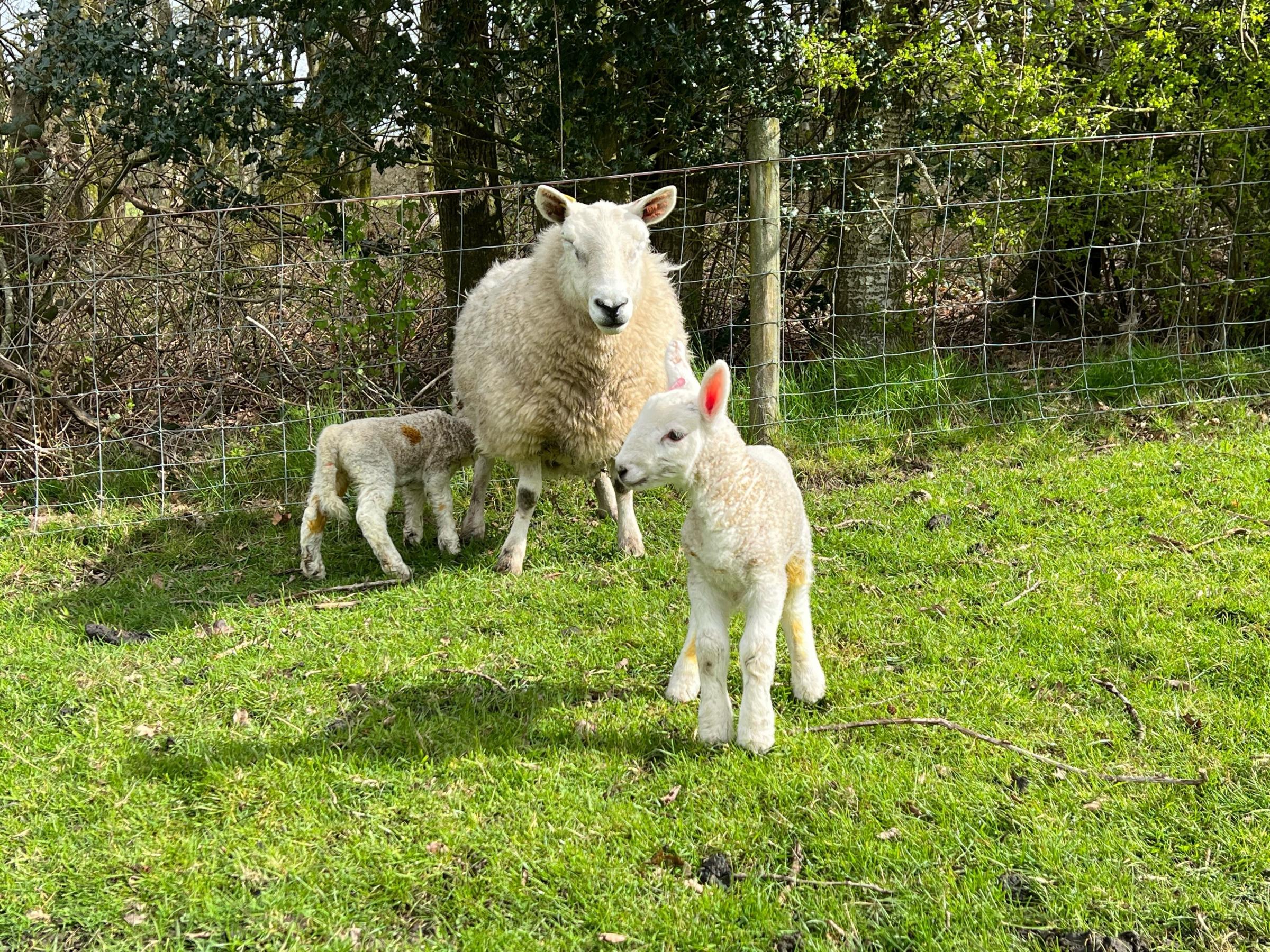 One of Jim Holden’s North Country Cheviot ewes with twin lambs
