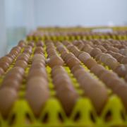 Egg shortage fears as farmers threaten to stop production over prices