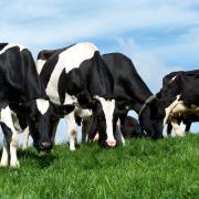 Performance of dairy herds improves ‘significantly’ - report