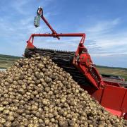 Drought will mean poor quality potato crop and financial losses, farmers say