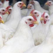 Measure to keep all poultry inside to tackle bird flu comes into force