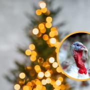 Turkey farmers warn of bird flu impact on Christmas supplies