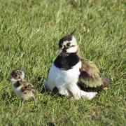 Lapwings at RSPB Oronsay Nature Reserve, which are among the species which have seen a major decline in numbers