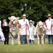 Interbreed champion at the Royal Welsh Show, Brownhill Netta, with Thor Atkinson and son Frankie