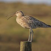 Curlew alarm-calling from post – Picture: Kelvin Smith
