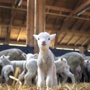 Lambing preparation and how to minimise potential problems