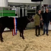 The champion was this Limousin crossed steer from the Stones family of Nun Cote Nook Farm, Marrick, pictured with the judge, John Smith Jackson