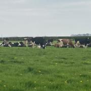 The Johnson's low yielders are in the B grazing paddock during the afternoon