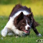 Kevin Evans’ £5600 top priced dog Foxridge Flynn  (Photograph:SMH Photography)