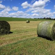 Freshly rolled bales of silage ready to be picked up