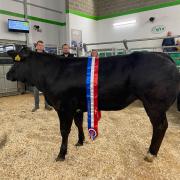 Topping the sale at £2200 was this British Blue cross heifer from T and C Smith