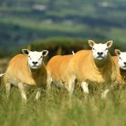 The Texel Sheep Society marks its 50th anniversary in 2024