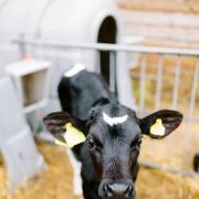Stress is an important factor when considering pneumonia in calves