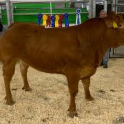 Overall champion and sale leader at £2259 from Heather Marks