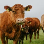 Defra will work with the livestock industry to further reduce methane emissions