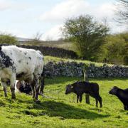 Farmers warned to be vigilant for signs of bluetongue disease (file image)