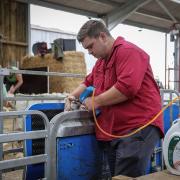 Sheep being treated on arrival by Rob Atkinson