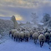 It has been a difficult start to the year for many sheep farmers Picture: Shamus Nolan