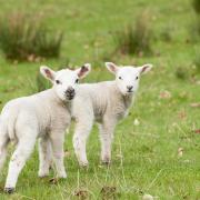 Pippa Middlemas offers advice at lambing time