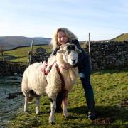 Christine Clarkson with tup Mo on Kisdon in Swaledale