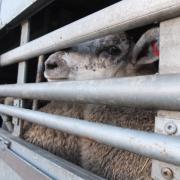 Export of livestock for slaughter or fattening to be banned under new law