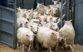 Lamb prices look set to remain buoyant
