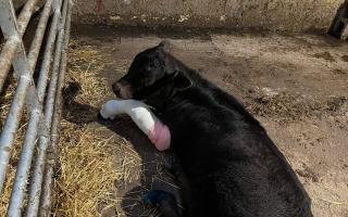 The calf after treatment by a vet