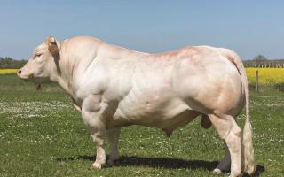 INRA95 bull Lascaro