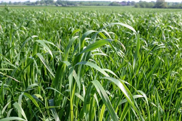 Wild oats above a barley crop – Picture:Blackthorn Arable Ltd